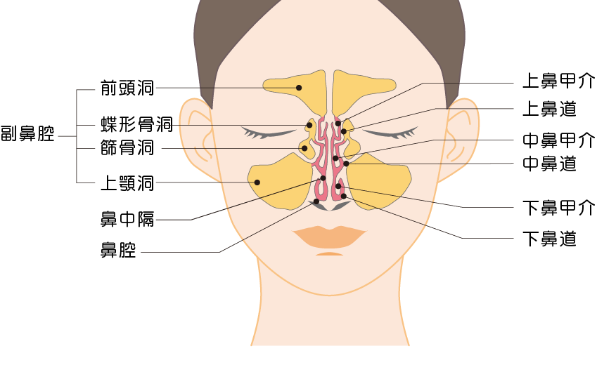鼻と副鼻腔の構造図